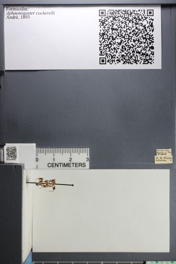 Media type: image; Entomology 523692